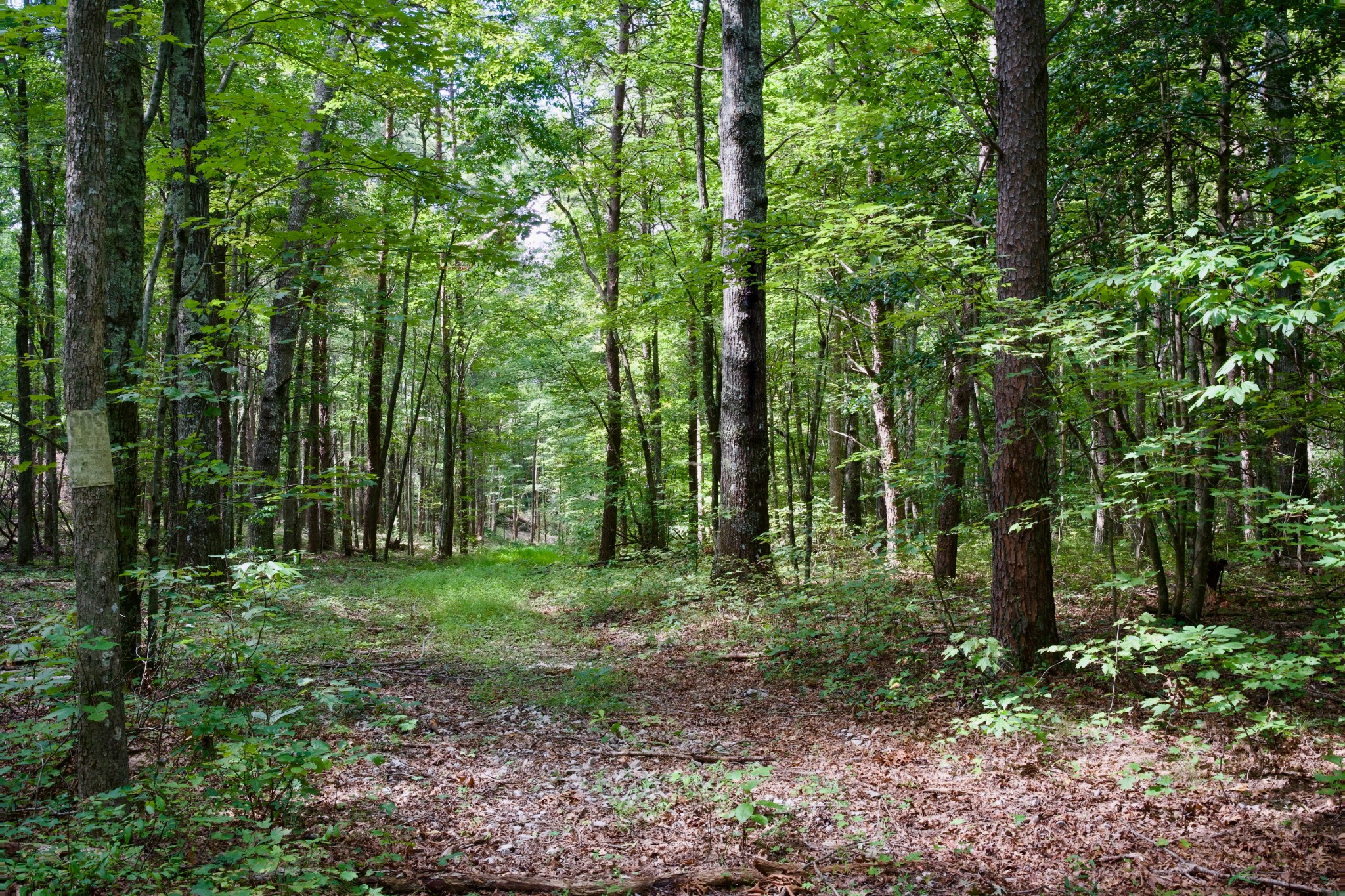 0 Fikes Field Road Spencer, TN 38585 - Photo 8 of 28 a view of a green field with lots of trees