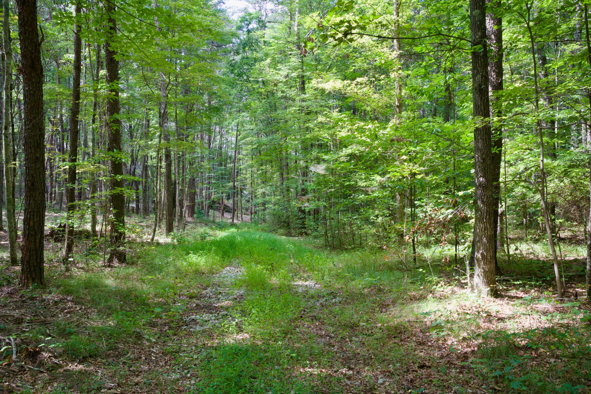 0 Fikes Field Road Spencer, TN 38585 - Photo 9 of 28 a view of outdoor space and garden