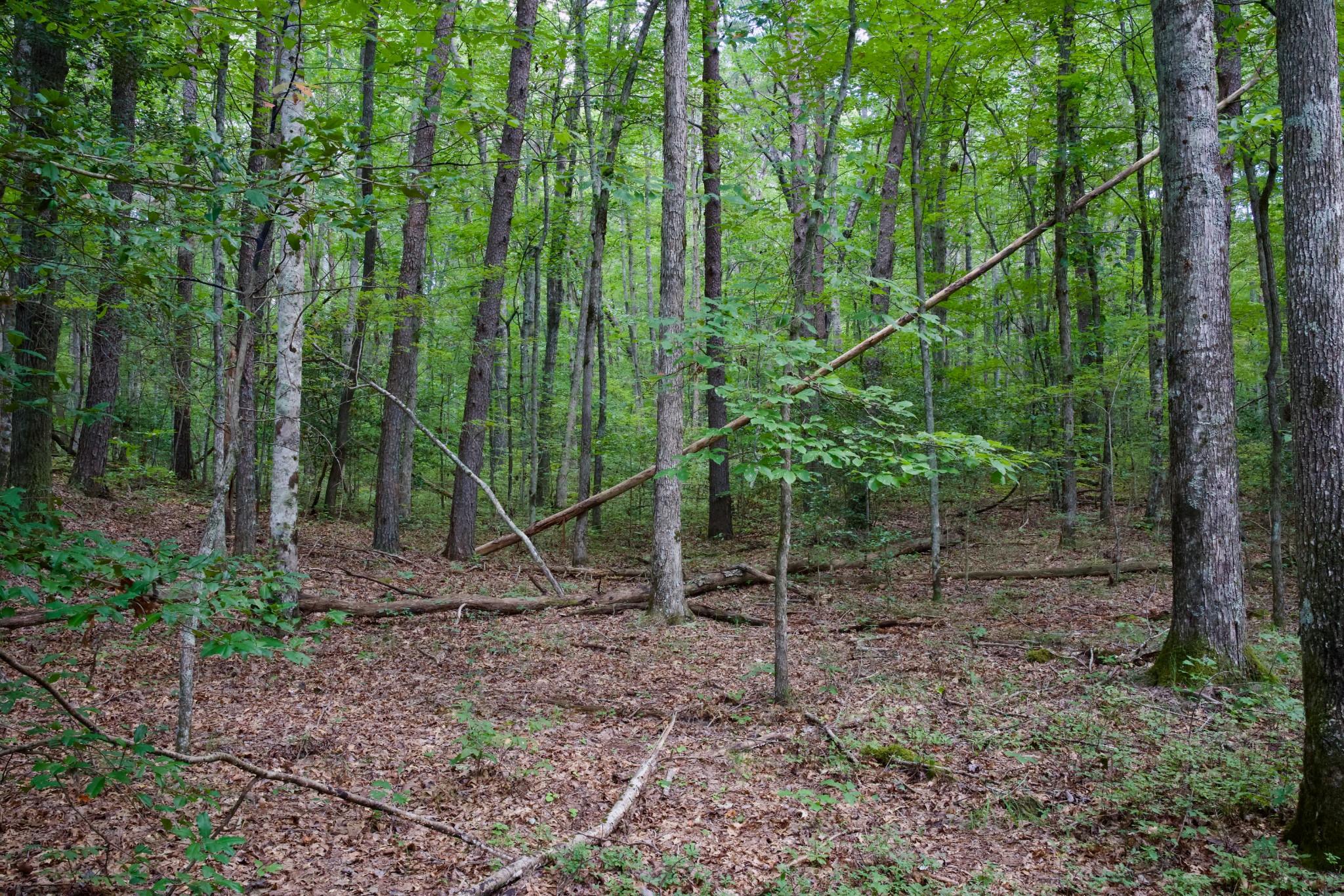 0 Fikes Field Road Spencer, TN 38585 - Photo 10 of 28 a backyard of a house with lots of green space