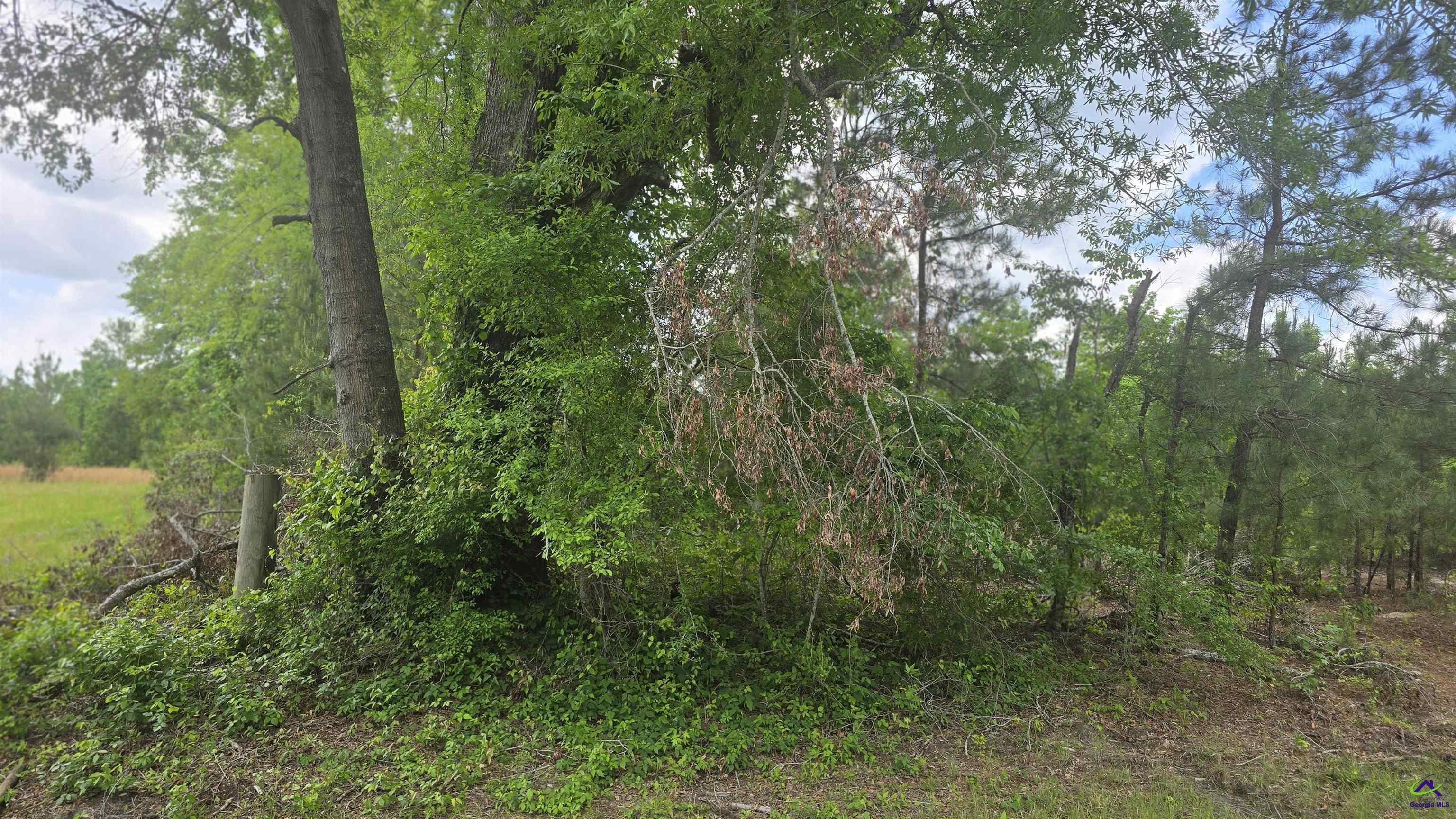 0 South S Highway Dublin, GA 31021 - Photo 12 of 13 a view of a lush green forest