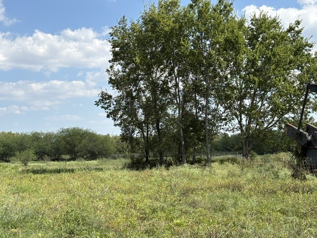 Trees everywhere to provide shade for the livestock