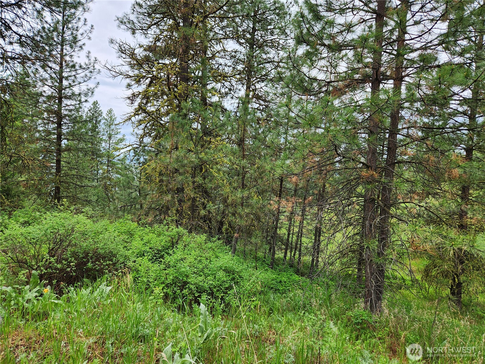 74-75 Gold Mt Road Republic, WA 99166 - Photo 23 of 25 a view of a lush green forest