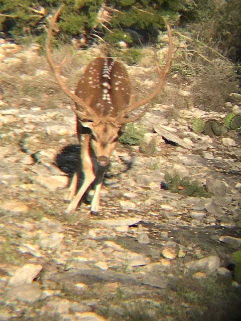 0 Cr 310 Rocksprings Tx 78880 Rocksprings, TX 78880 - Photo 14 of 23