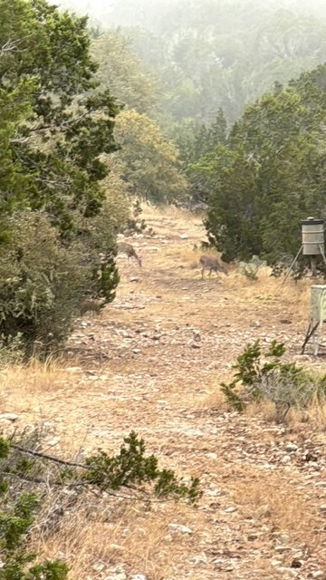 0 Cr 310 Rocksprings Tx 78880 Rocksprings, TX 78880 - Photo 2 of 23