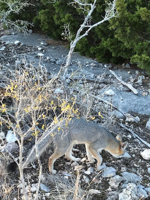 0 Cr 310 Rocksprings Tx 78880 Rocksprings, TX 78880 - Photo 3 of 23