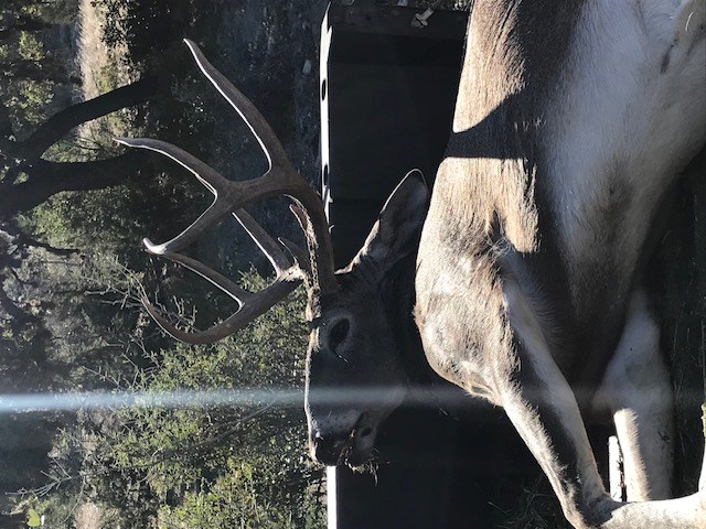 0 Cr 310 Rocksprings Tx 78880 Rocksprings, TX 78880 - Photo 5 of 23