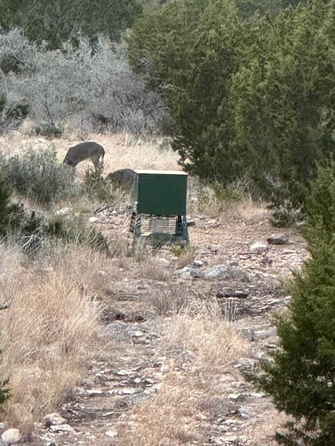 0 Cr 310 Rocksprings Tx 78880 Rocksprings, TX 78880 - Photo 9 of 23