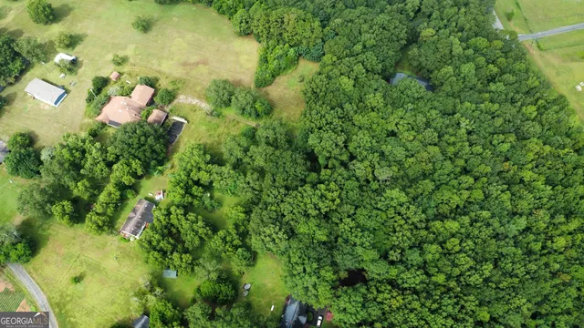 a close up of a plant in a garden