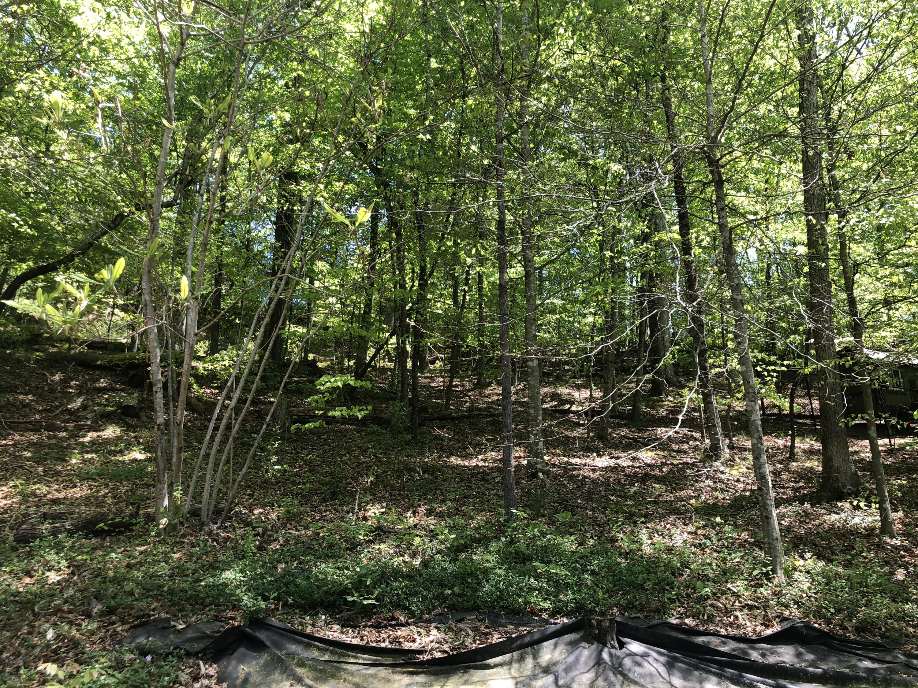 104 Greywood Place Oak Ridge, TN 37830 - Photo 15 of 18 Wooded Privacy