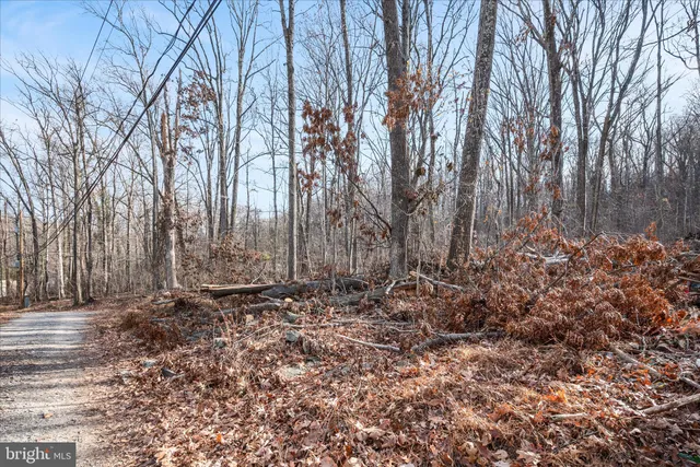 a view of a yard with large trees