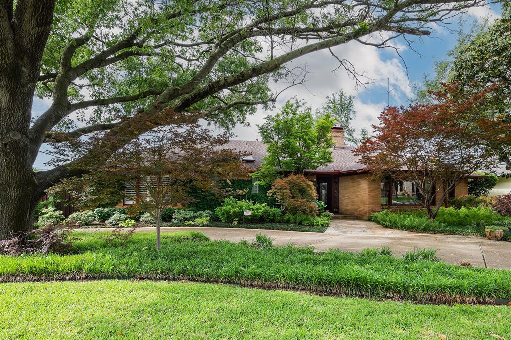 a view of a yard with plants and a large tree