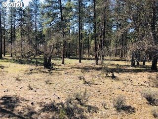 Pine Forest Road Goldendale, WA 98620 - Photo 1 of 4 Gallery Image 1