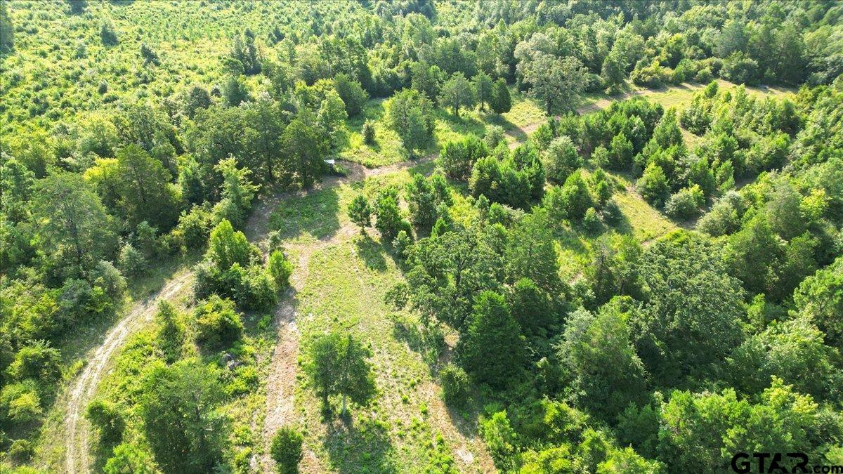 32-acres South Live Oak Road Gilmer, TX 75644 - Photo 14 of 15 a view of a lush green forest