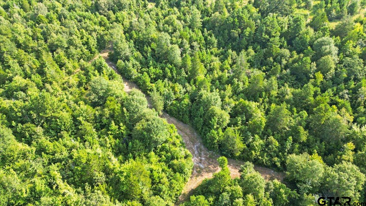 32-acres South Live Oak Road Gilmer, TX 75644 - Photo 15 of 15 a view of a lush green forest