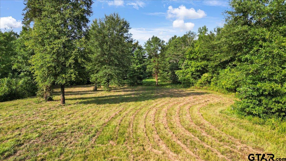32-acres South Live Oak Road Gilmer, TX 75644 - Photo 2 of 15 a view of backyard with tree