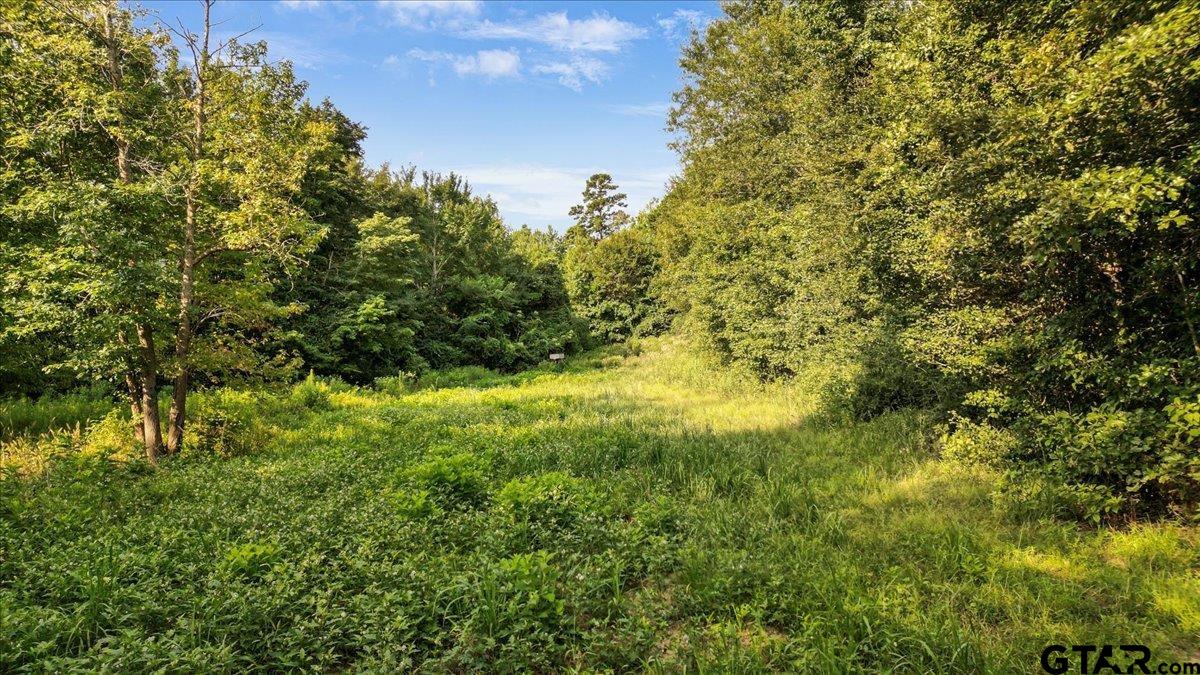 32-acres South Live Oak Road Gilmer, TX 75644 - Photo 10 of 15 a view of a large yard with lots of bushes