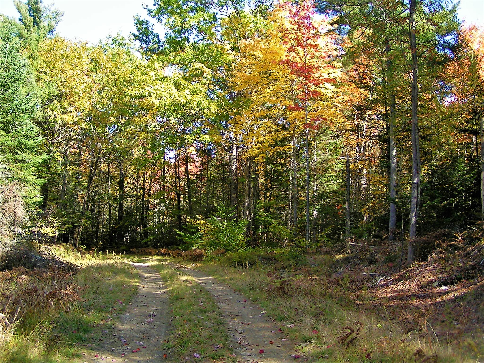 0 Buckfield Road South Paris, ME 04281 - Photo 10 of 11 PICT0040