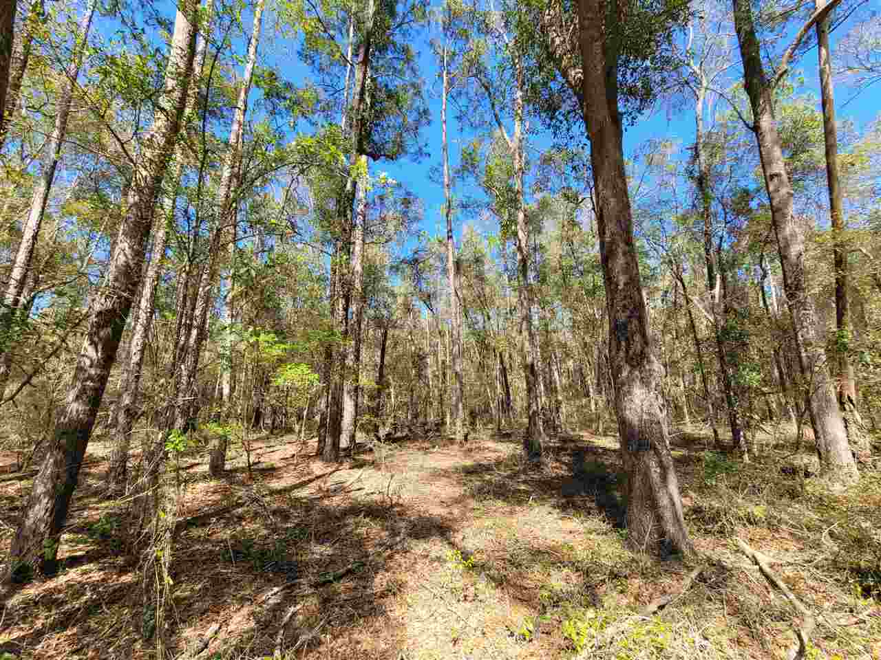 Lot 2 Tram Road Tallahassee, FL 32311 - Photo 2 of 12 Gallery Image 2
