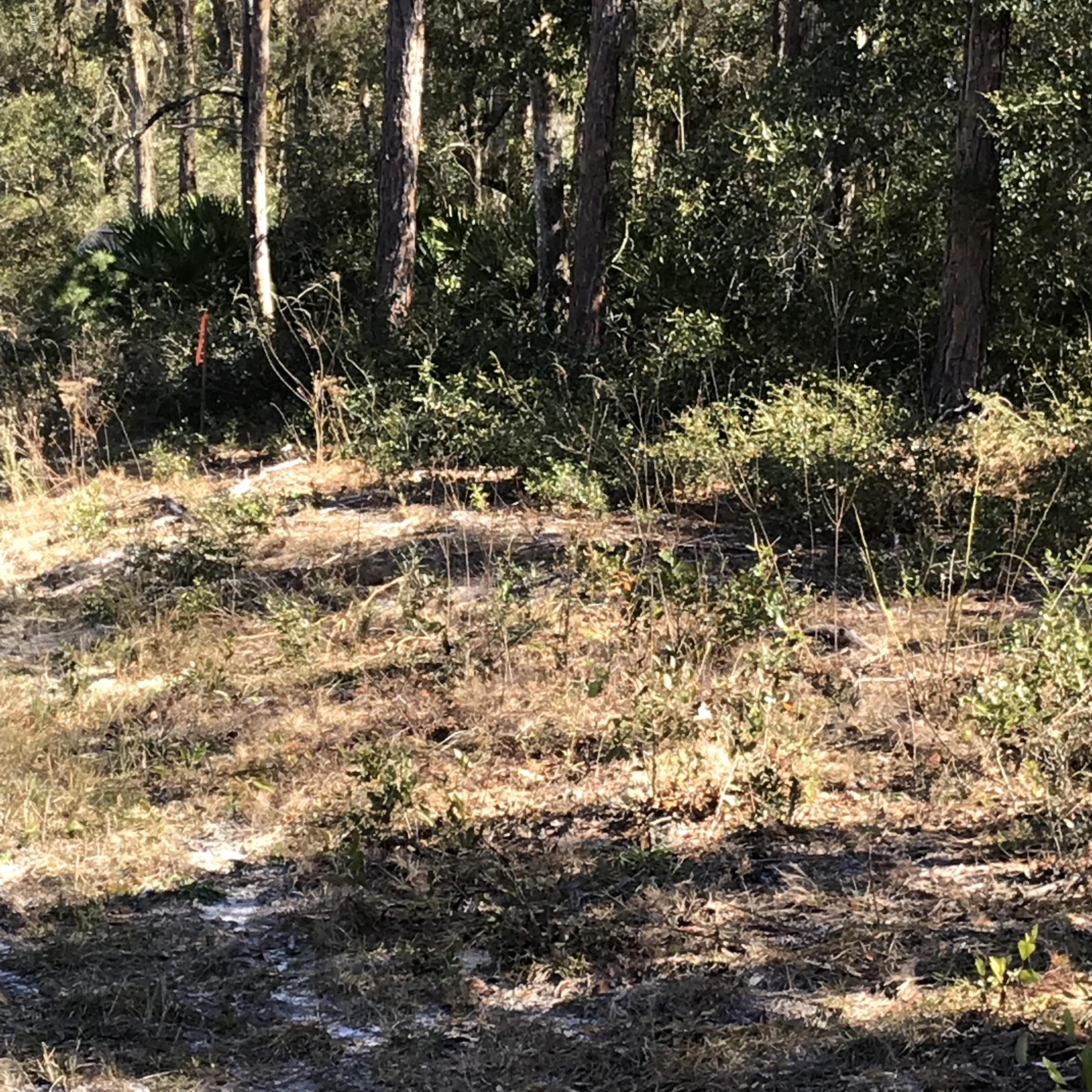 202 Whispering Pines Road Georgetown, FL 32139 - Photo 4 of 7 a view of a yard with plants and trees