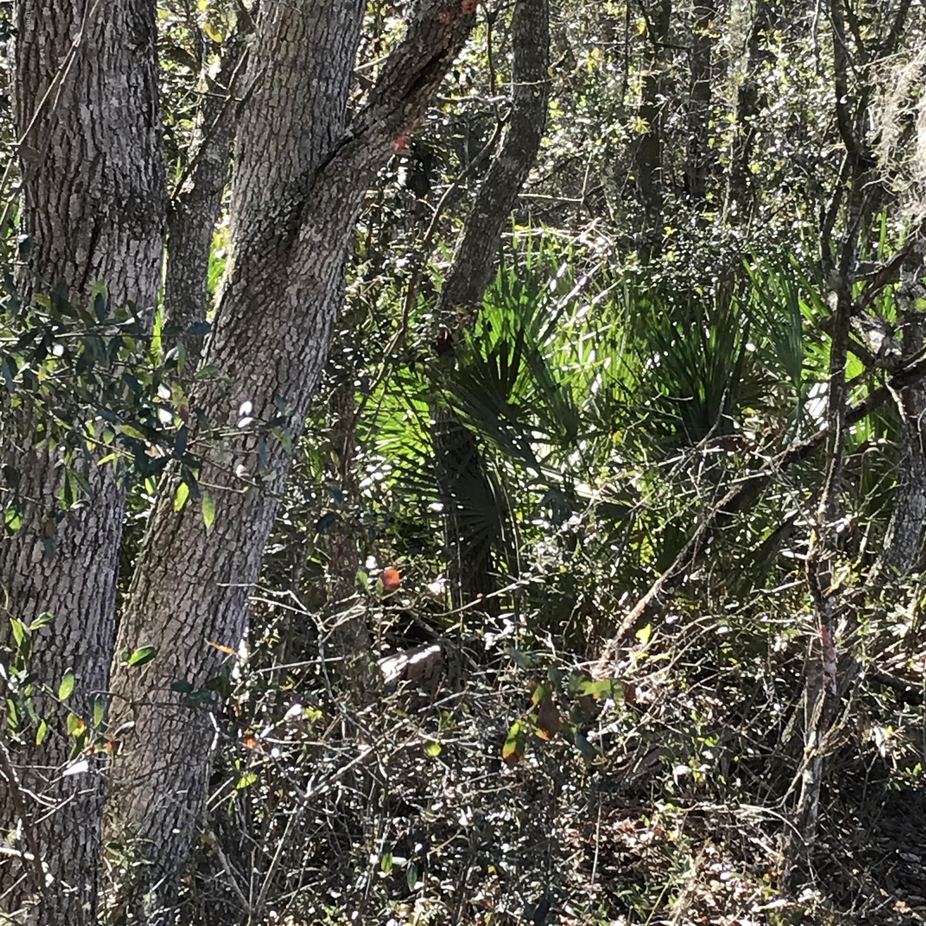 202 Whispering Pines Road Georgetown, FL 32139 - Photo 5 of 7 a view of tree