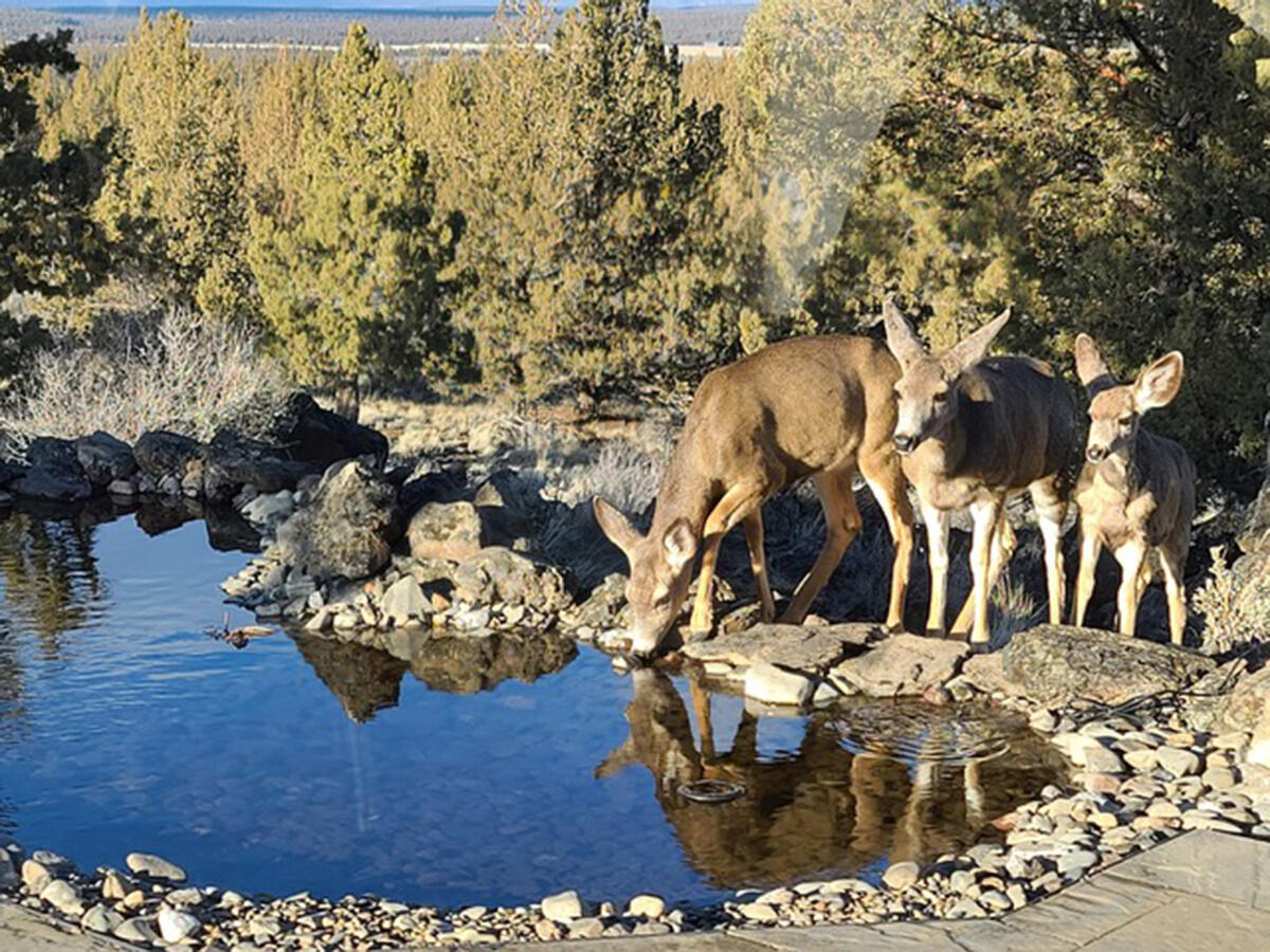 65580 Sisemore Road Bend, OR 97703 - Photo 53 of 67 Pond