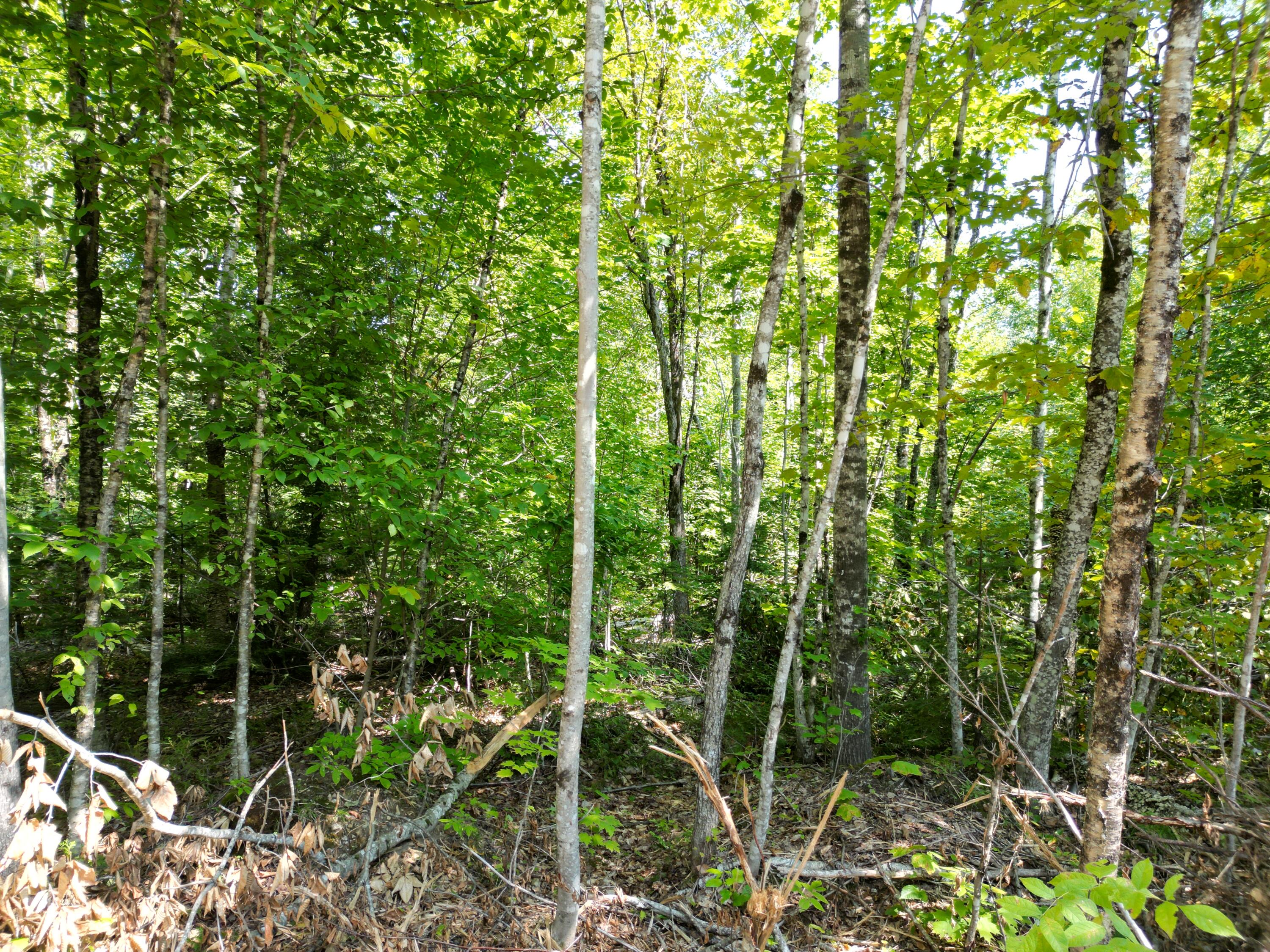 Lot 4 Bear Lane Springfield, ME 04487 - Photo 10 of 13 DJI_0068