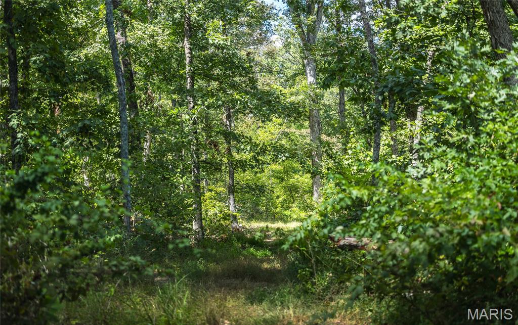 1 Buck Mountain Road Ironton, MO 63650 - Photo 2 of 12