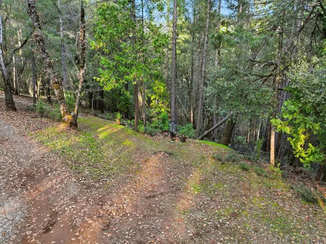 a view of a yard with trees