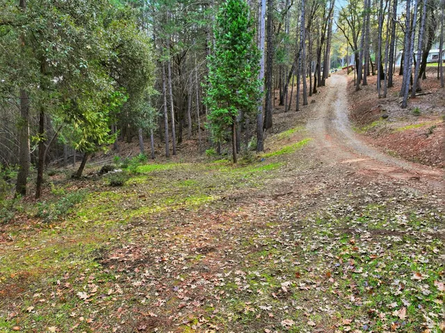 a view of a yard with plants and trees