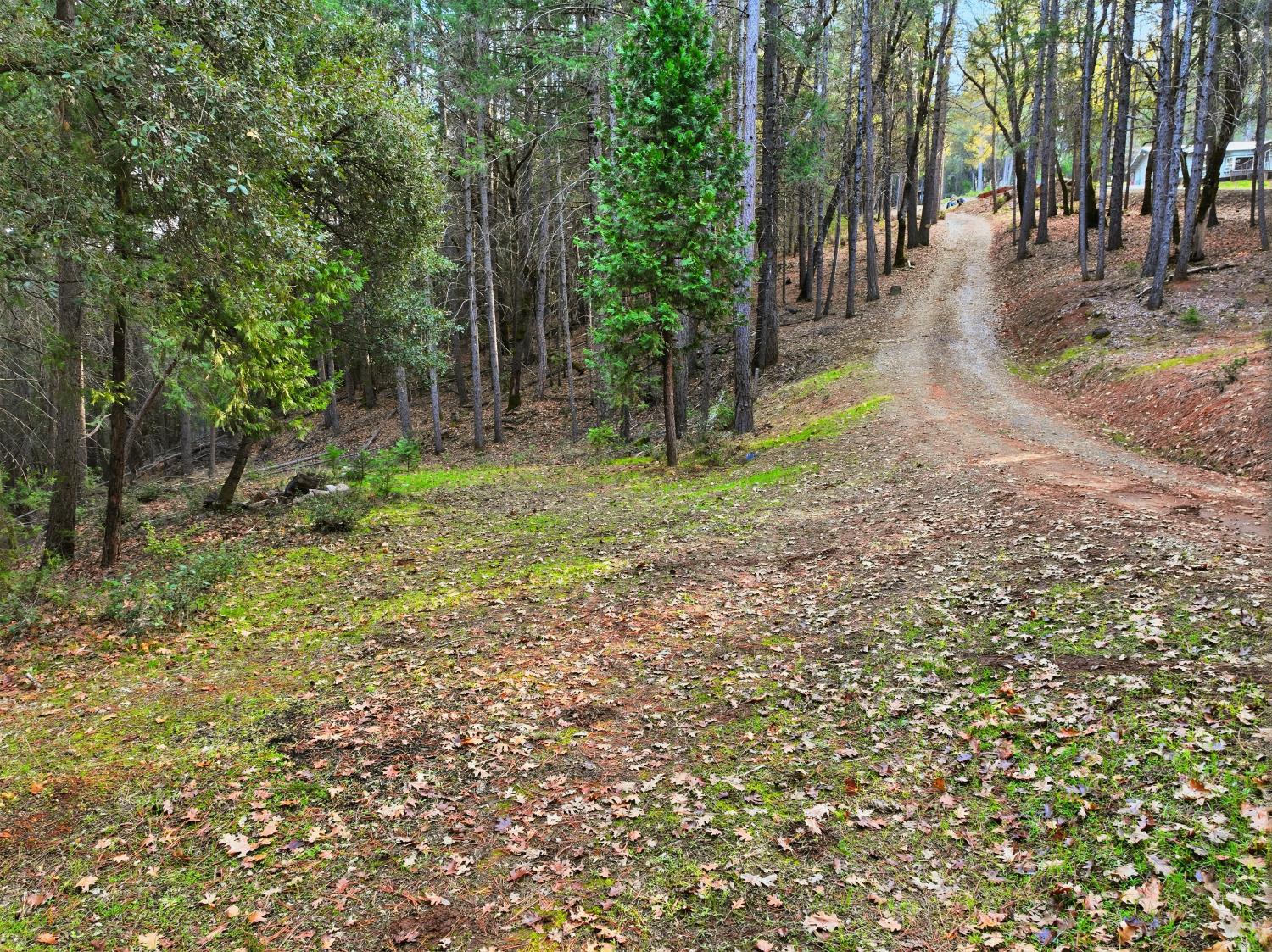 17631 Greenhorn Road Grass Valley, CA 95945 - Photo 12 of 18 a view of a yard with plants and trees