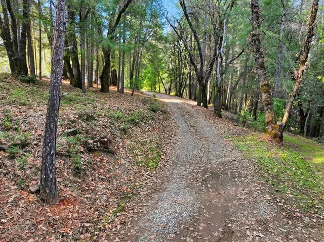 a view of a yard with tree s