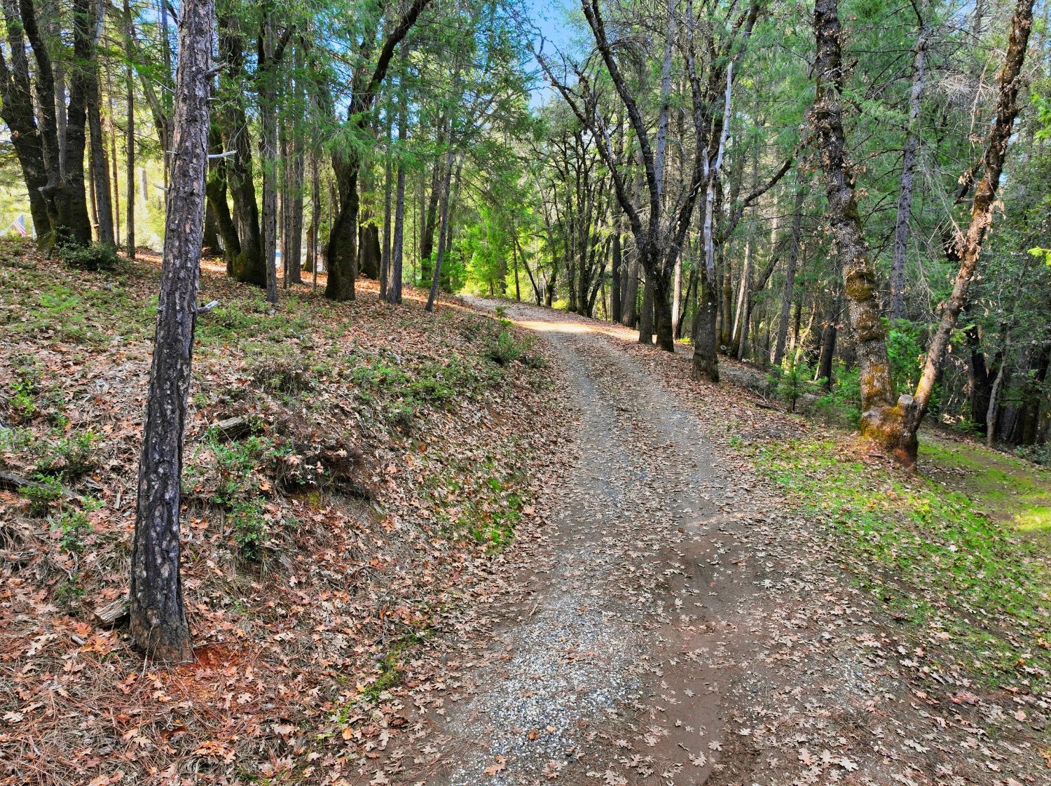 17631 Greenhorn Road Grass Valley, CA 95945 - Photo 13 of 18 a view of a yard with tree s