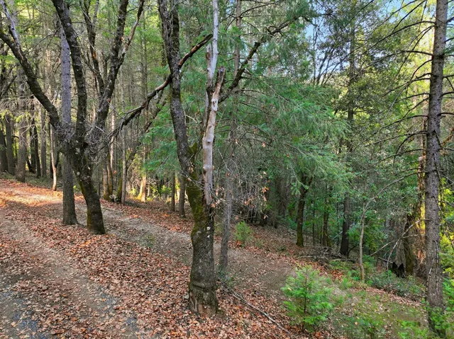a view of a tree in the forest