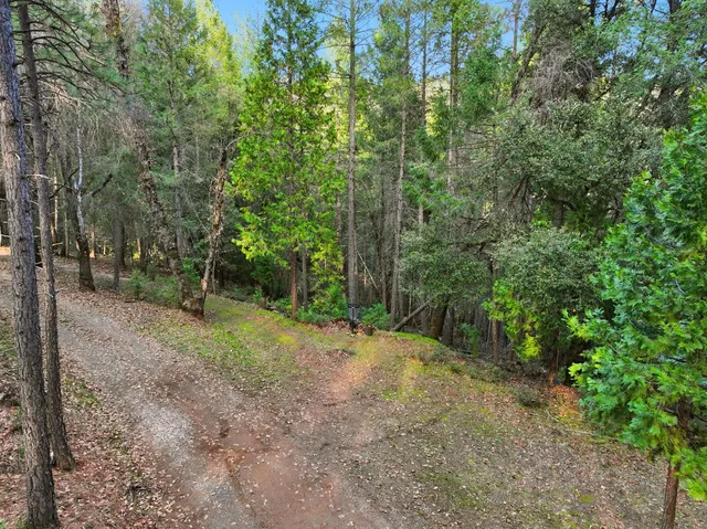 a view of a forest with trees in the background