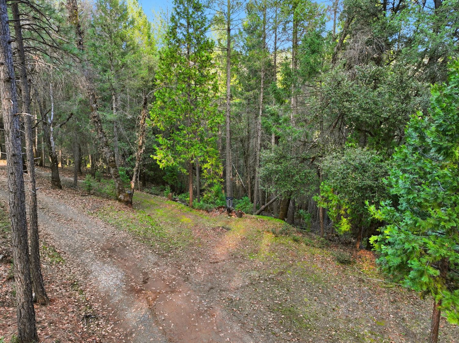 17631 Greenhorn Road Grass Valley, CA 95945 - Photo 16 of 18 a view of a forest with trees in the background