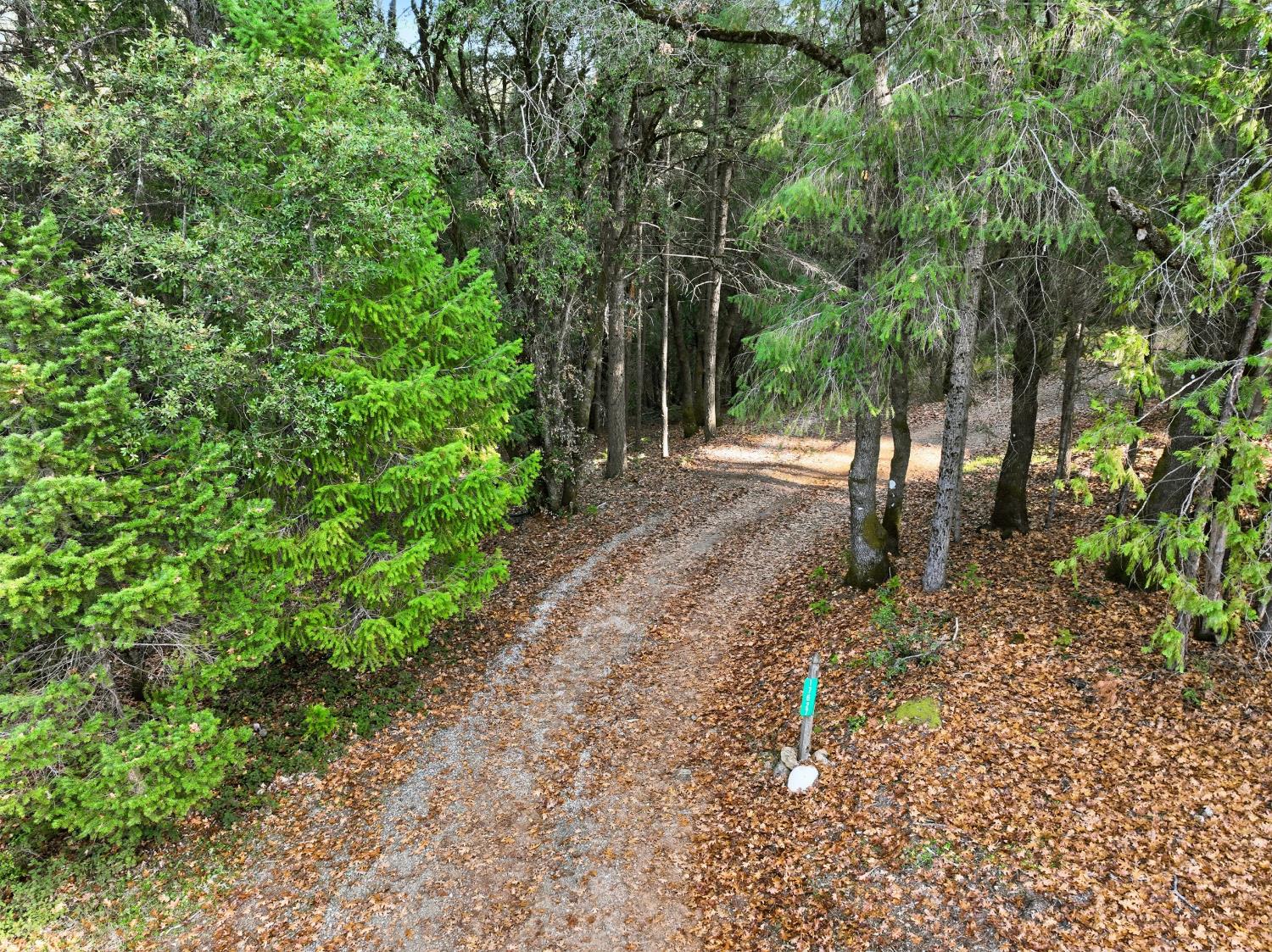 17631 Greenhorn Road Grass Valley, CA 95945 - Photo 2 of 18 a backyard of a house with lots of green space