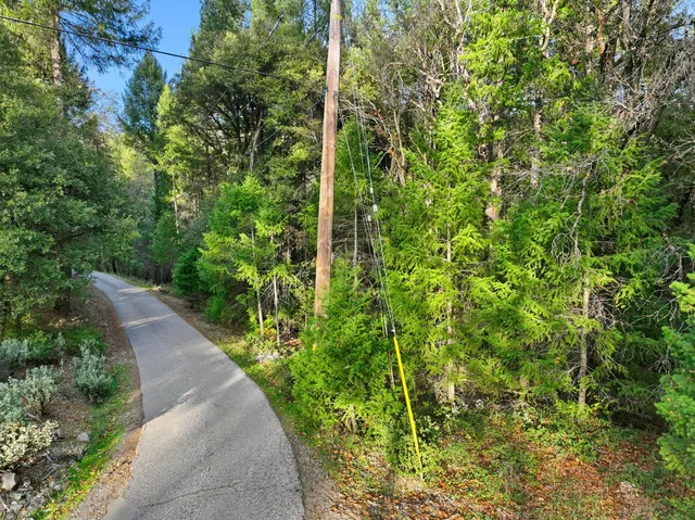 a view of a garden with plants