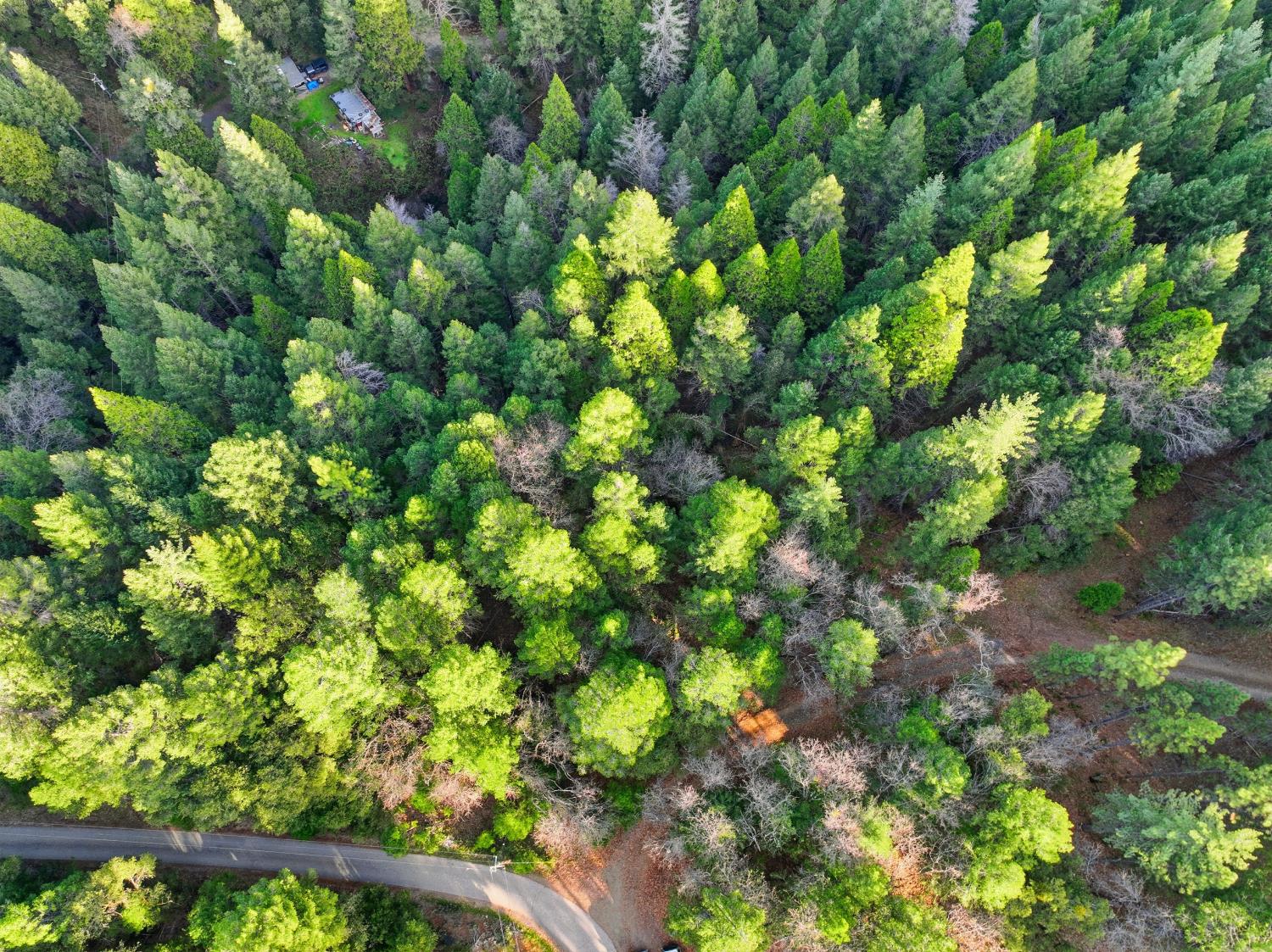 17631 Greenhorn Road Grass Valley, CA 95945 - Photo 5 of 18 a view of a tree