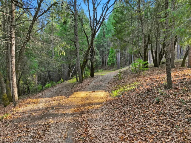 a view of a yard with plants and trees