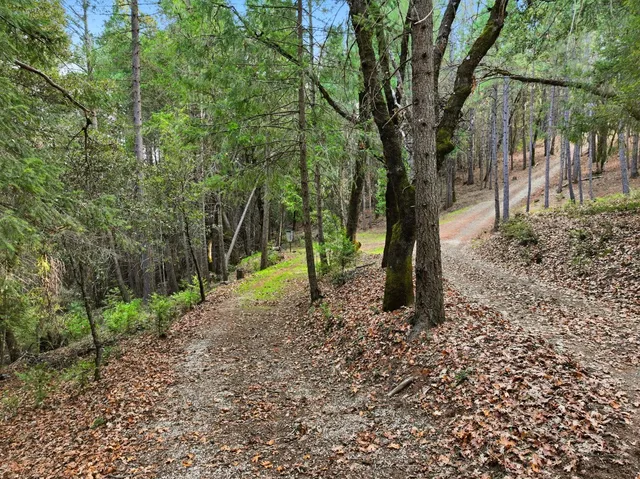 a view of a yard with a tree