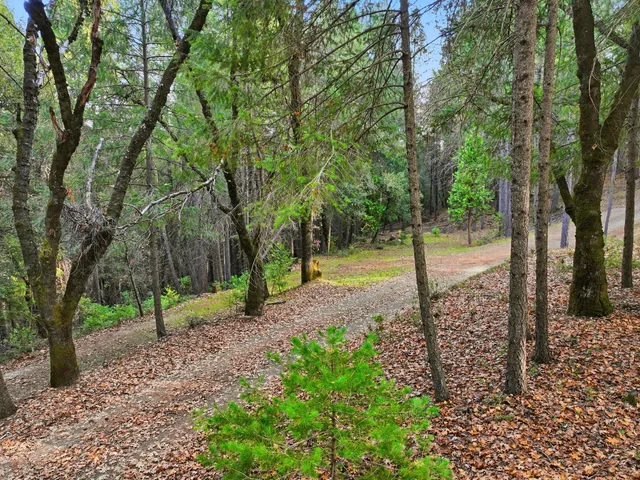 a view of a forest with trees