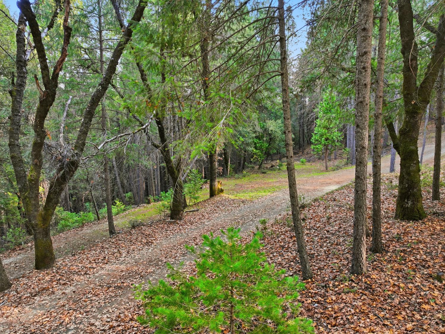 17631 Greenhorn Road Grass Valley, CA 95945 - Photo 9 of 18 a view of a forest with trees