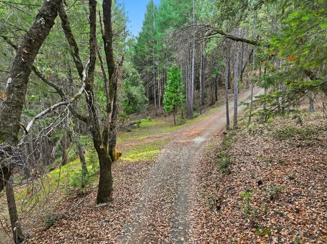 a view of a yard with plants and trees