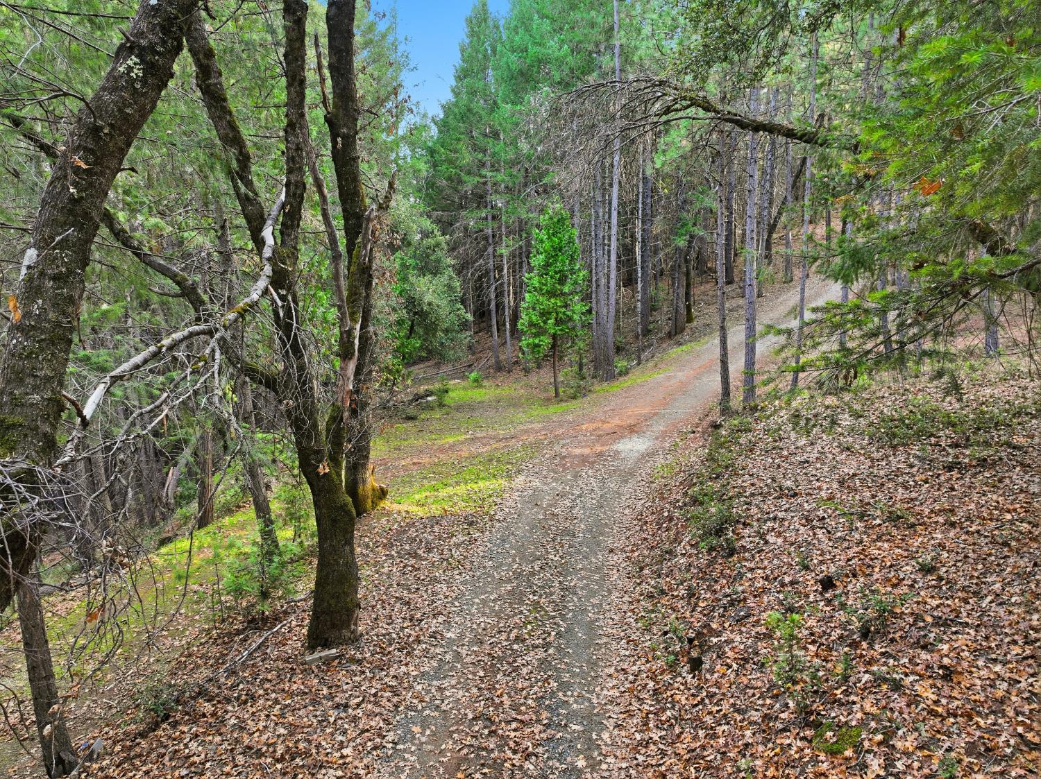 17631 Greenhorn Road Grass Valley, CA 95945 - Photo 10 of 18 a view of a yard with plants and trees