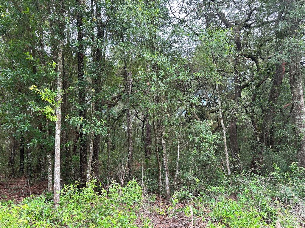 Tbd Northeast 65th Lane Bronson, FL 32621 - Photo 9 of 12