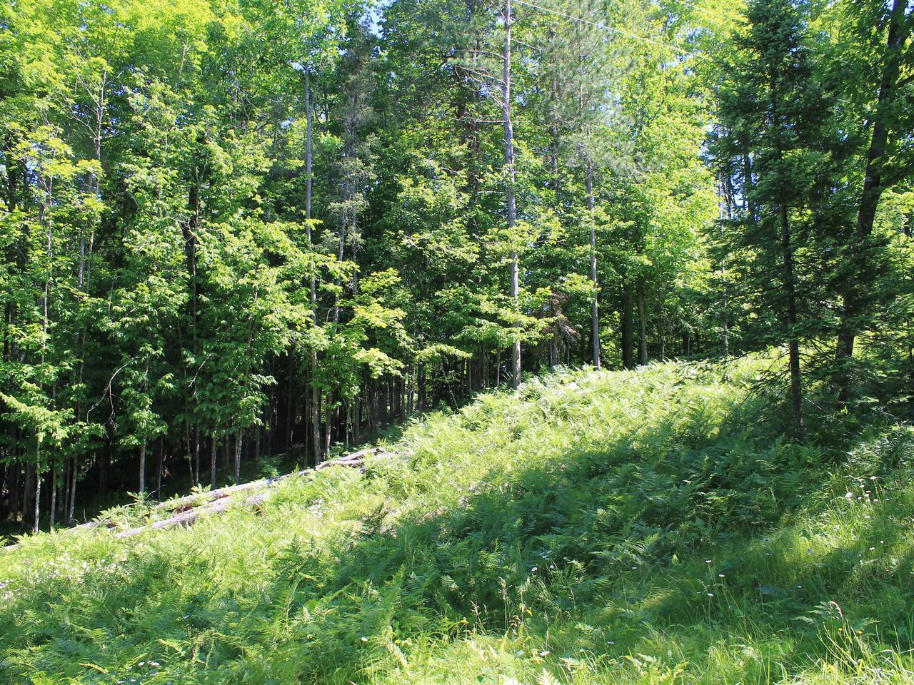 Lot One Fisher Lake Road Mercer, WI 54547 - Photo 28 of 34 Gallery Image 28