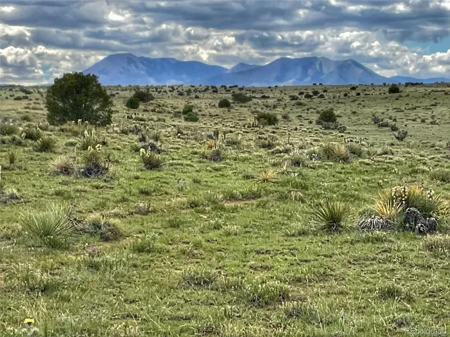 a view of a bunch of trees and bushes