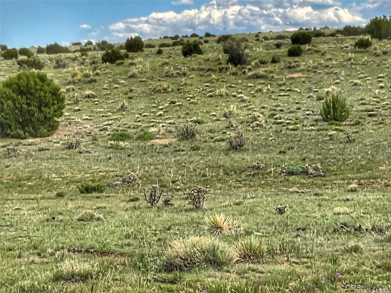1 Rio Cucharas Phase Walsenburg, CO 81089 - Photo 4 of 11 a view of a bunch of trees and bushes