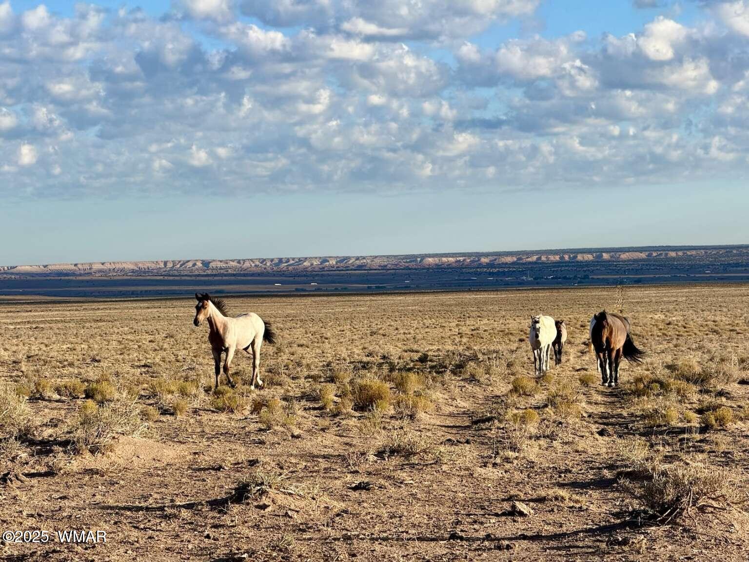 13 Kerr McGee Road Chambers, AZ 86502 - Photo 5 of 19 Sharp.5