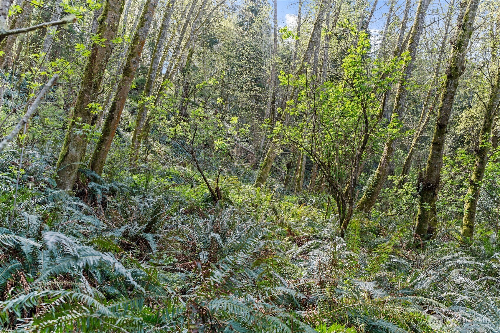 0 Greenoch Loop Oak Harbor, WA 98277 - Photo 11 of 30